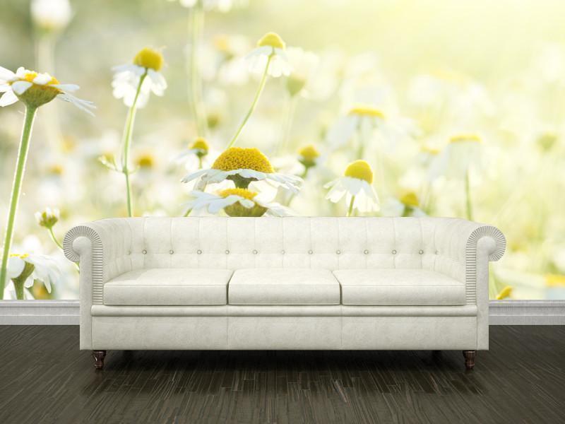 Daisies in the sun Wall Mural-Wall Mural-Eazywallz