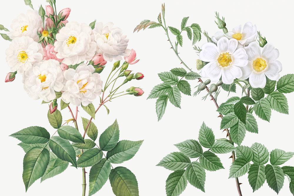 Damask Rose Wallpaper Mural-Wall Mural-Eazywallz