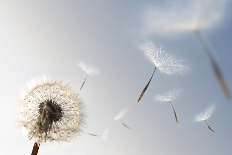 wind flower seeds Dandelion blowing seeds in the wind Wall Mural