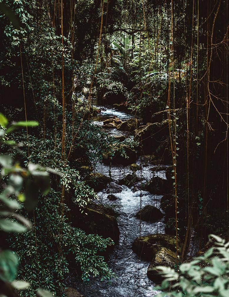 Dark Jungle Trail Wall Mural-Wall Mural-Eazywallz