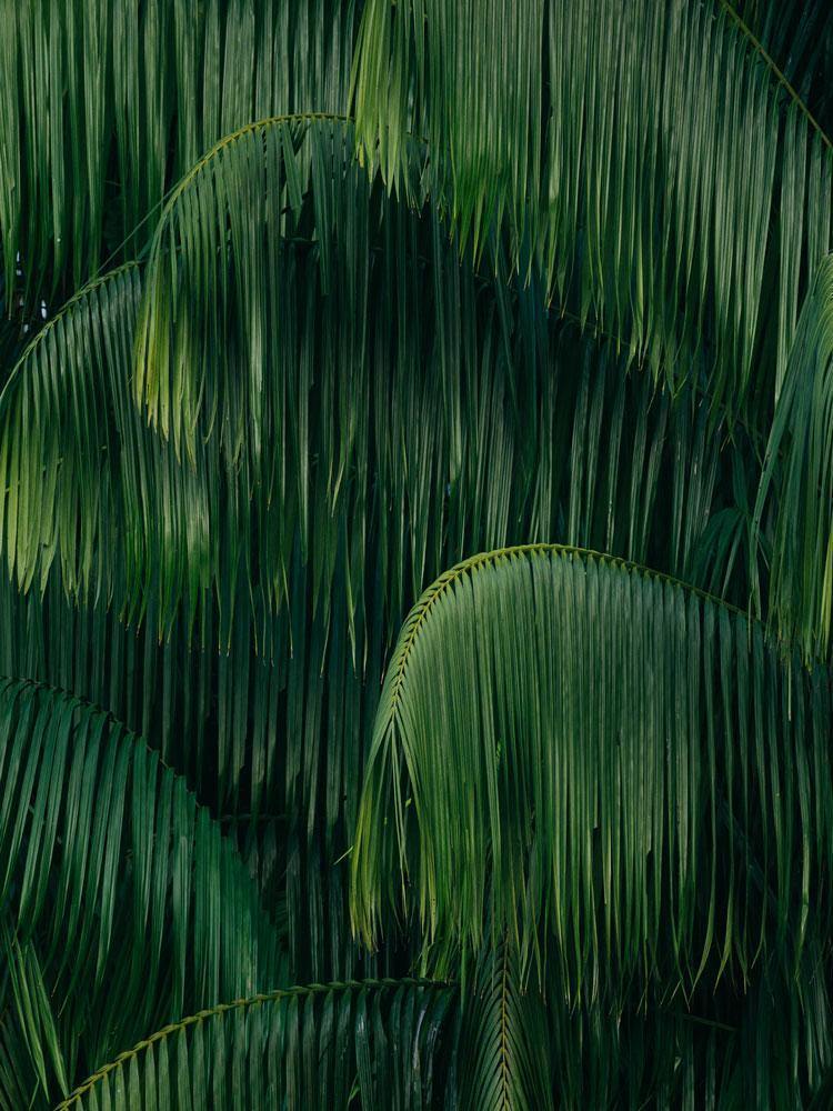 Dark Leaves 2 wall mural-Wall Mural-Eazywallz