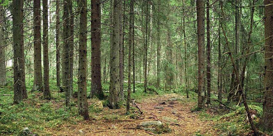 Deep Pine Forest Wall Mural-Wall Mural-Eazywallz