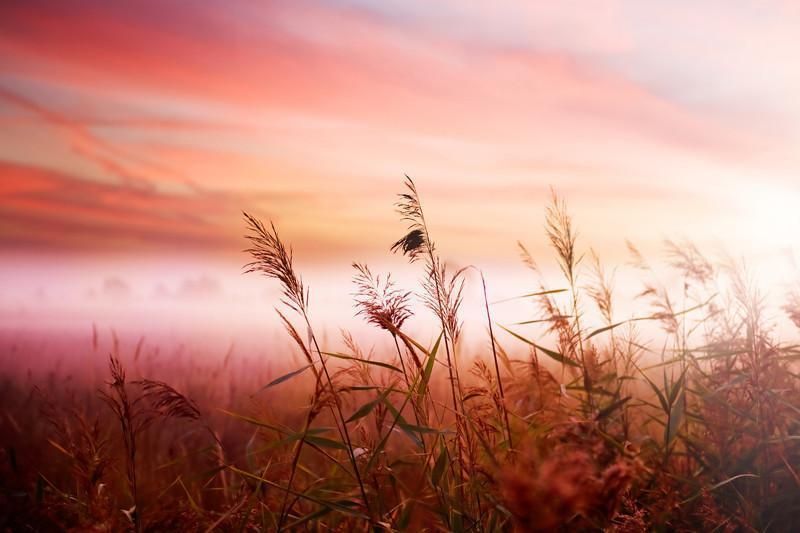 Early Morning Mist Wall Mural-Wall Mural-Eazywallz