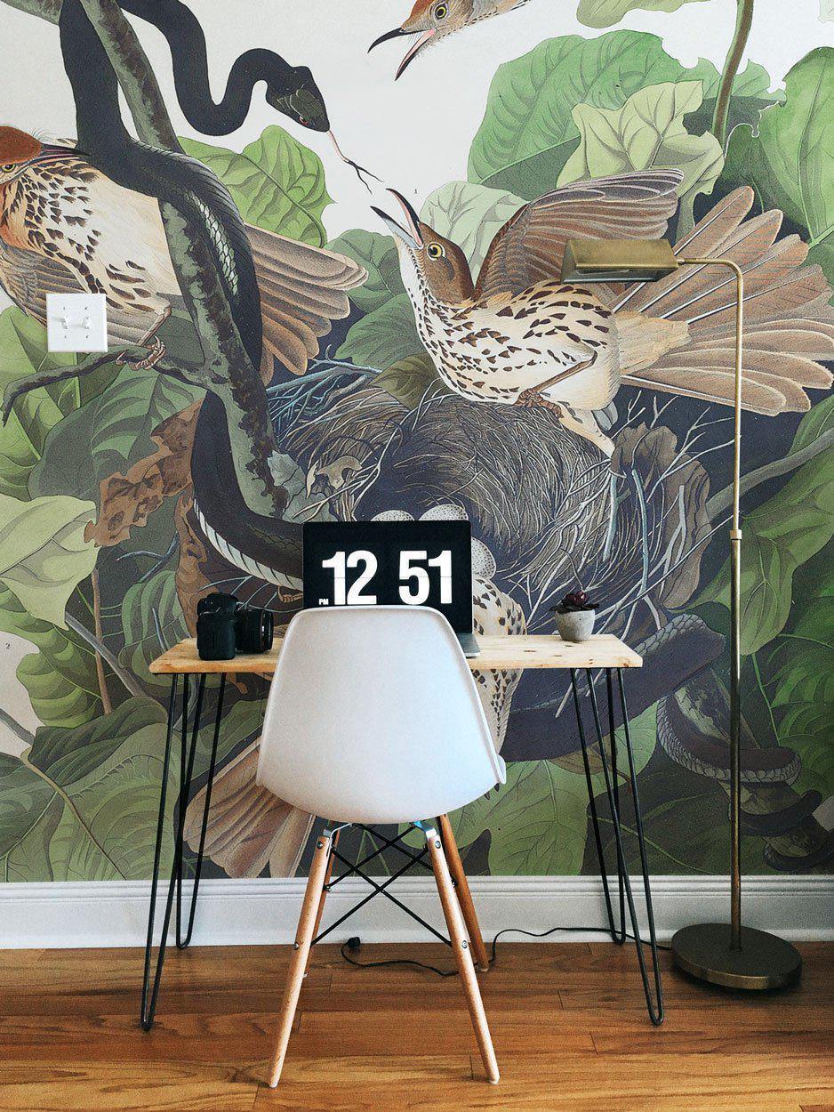 Ferruginous Thrush Wall Mural-Wall Mural-Eazywallz