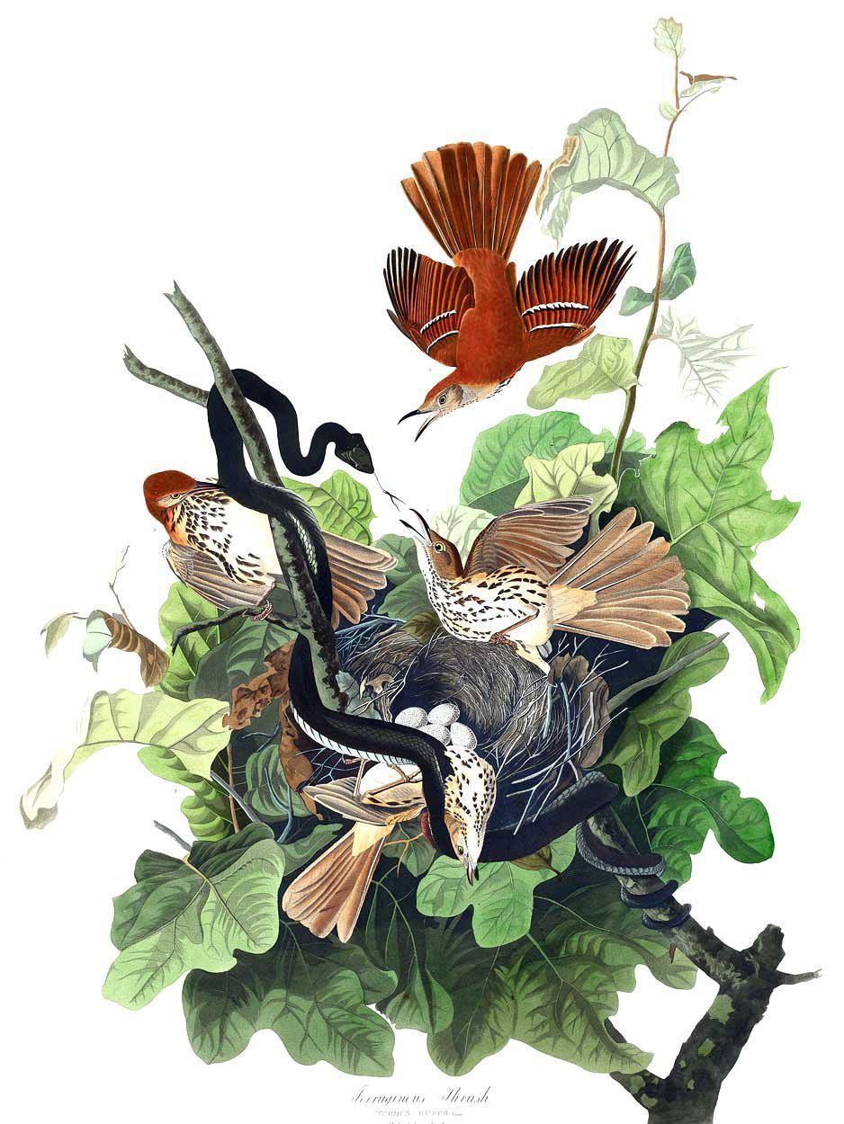 Ferruginous Thrush Wall Mural-Wall Mural-Eazywallz