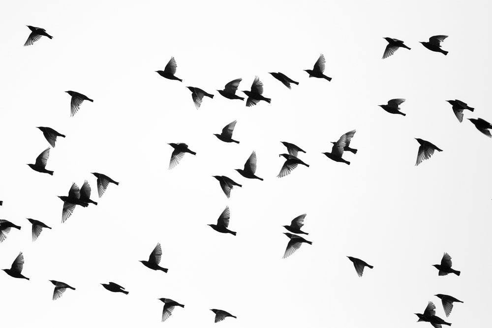 Flock of Sparrows Wall Mural-Wall Mural-Eazywallz