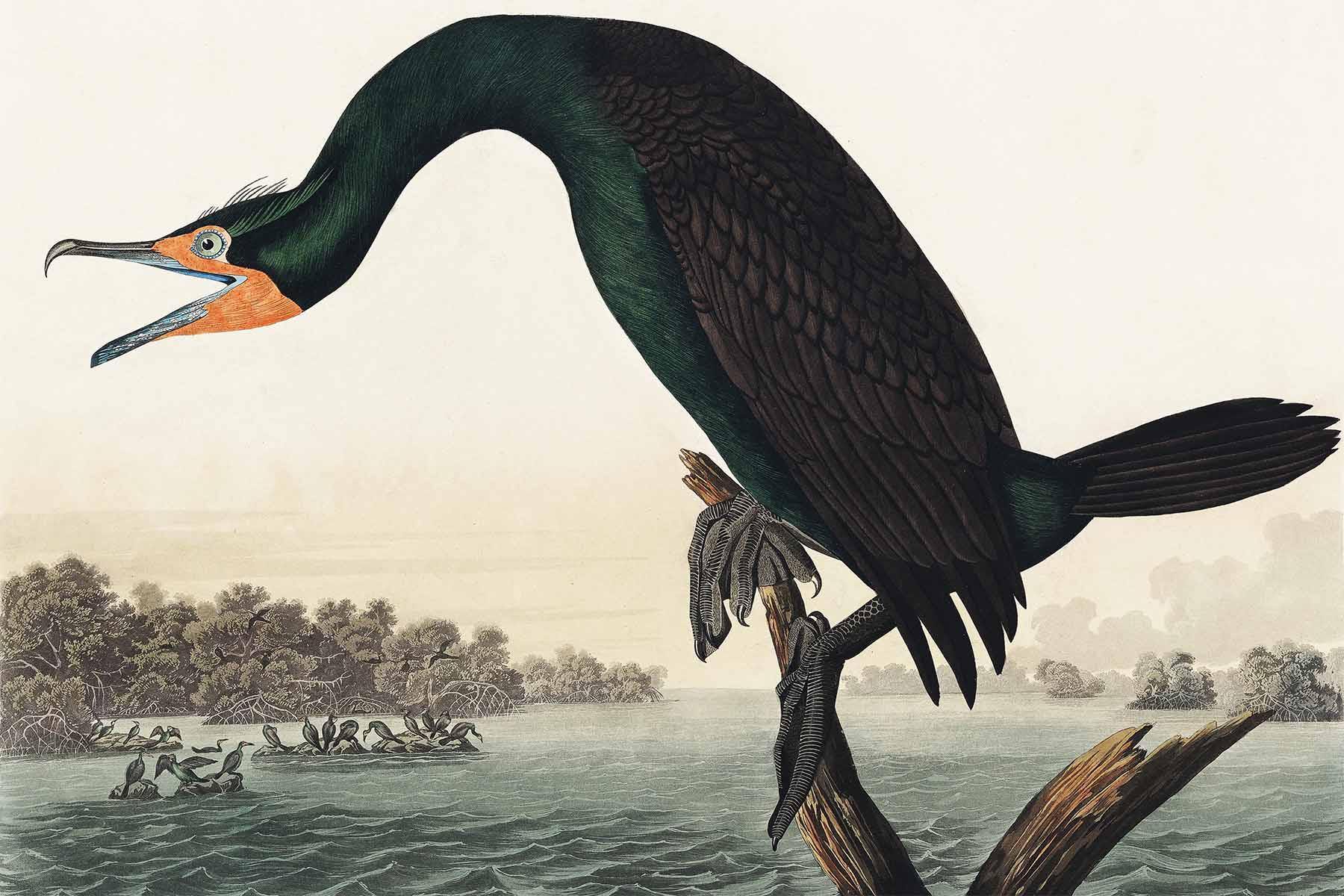 Florida Cormorant Wallpaper Mural-Wall Mural-Eazywallz