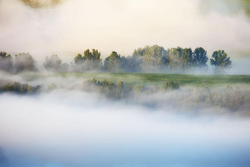 Fog & Fir Trees Wall Mural-Wall Mural-Eazywallz