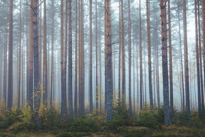 Foggy Morning Forest Wall Mural-Wall Mural-Eazywallz