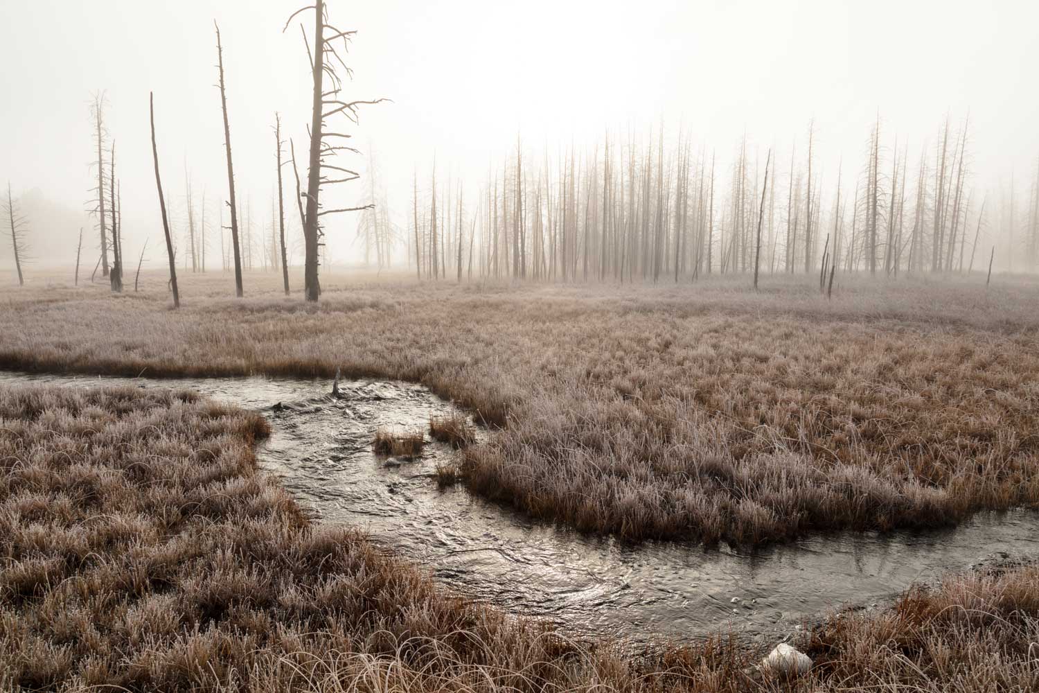 Foggy morning at Tangled Creek Wall Mural-Wall Mural-Eazywallz