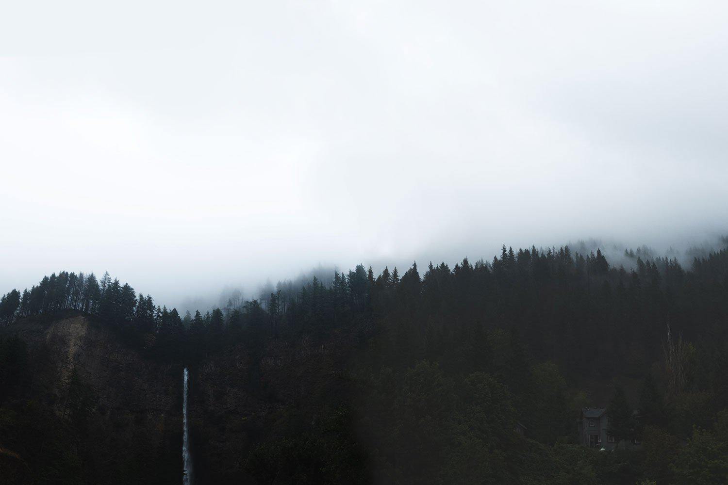 Forest Tree Line 2 Wall Mural-Wall Mural-Eazywallz