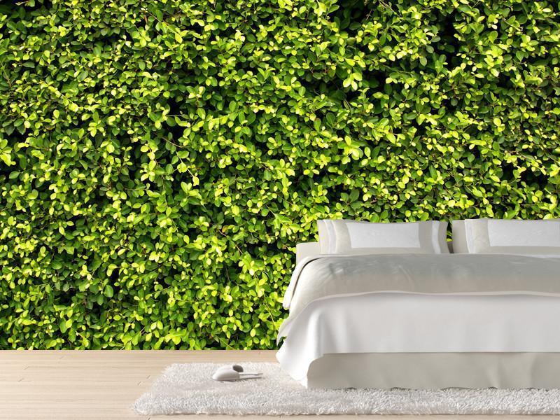 Garden hedge texture Wall Mural-Wall Mural-Eazywallz