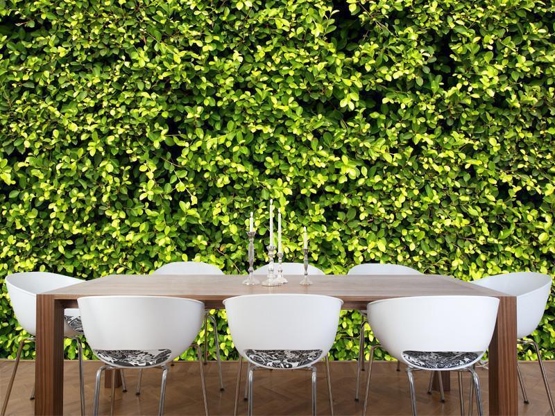 Garden hedge texture Wall Mural-Wall Mural-Eazywallz