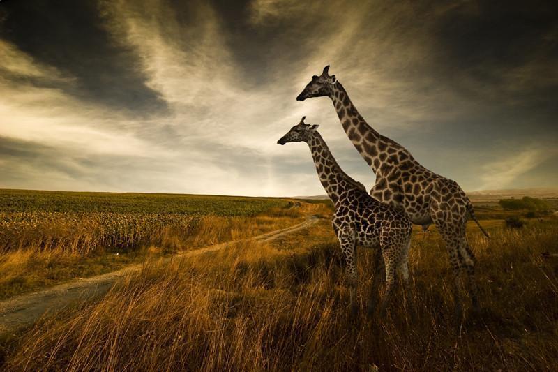 Giraffes and the landscape Wall Mural-Wall Mural-Eazywallz