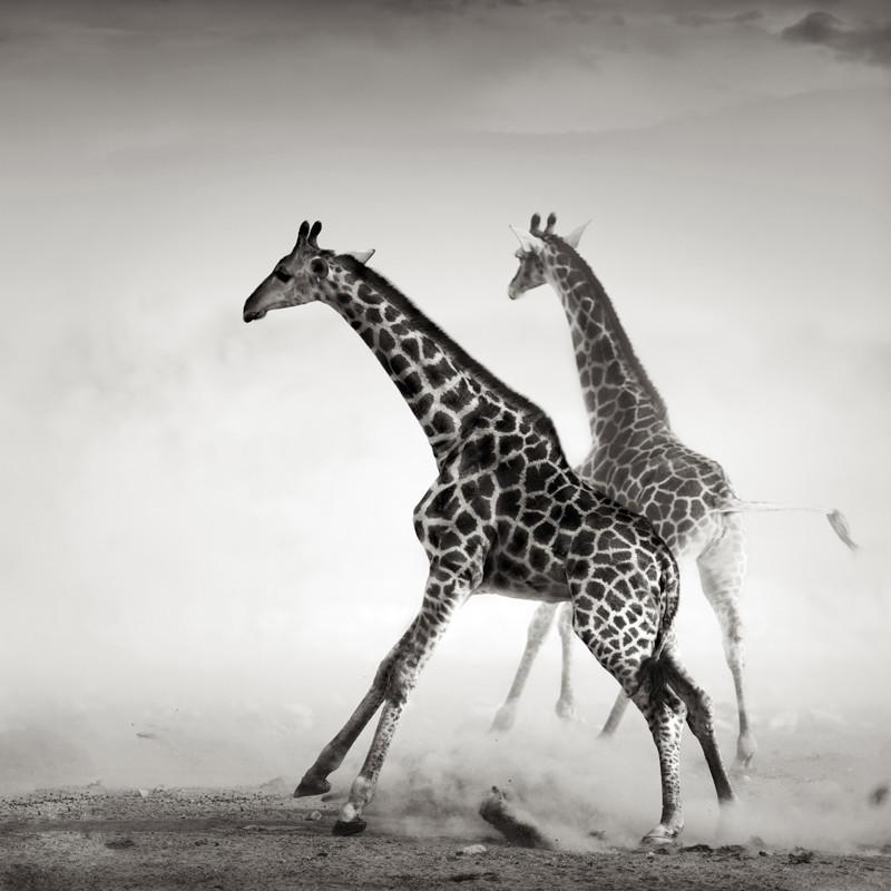 Giraffes in Sepia Wall Mural-Wall Mural-Eazywallz