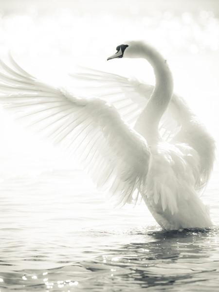 Graceful Swan Wall Mural-Wall Mural-Eazywallz