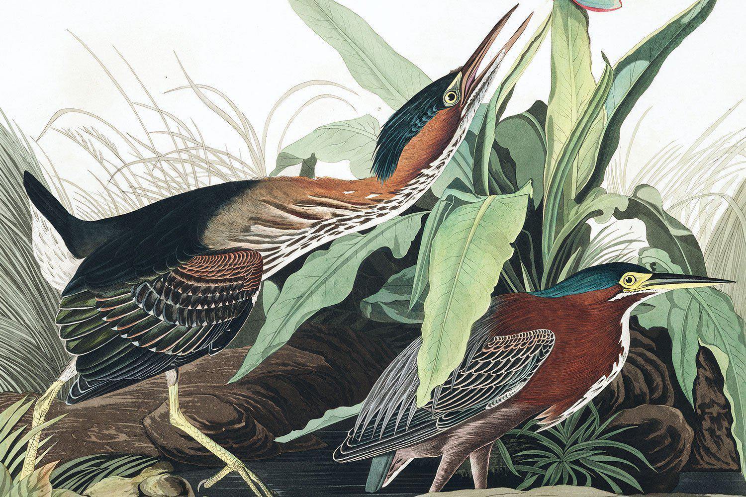 Green Heron Wall Mural-Wall Mural-Eazywallz