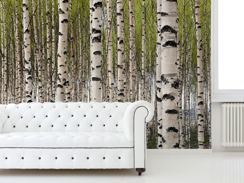 Grove of Birch Trees Wall Mural-Wall Mural-Eazywallz