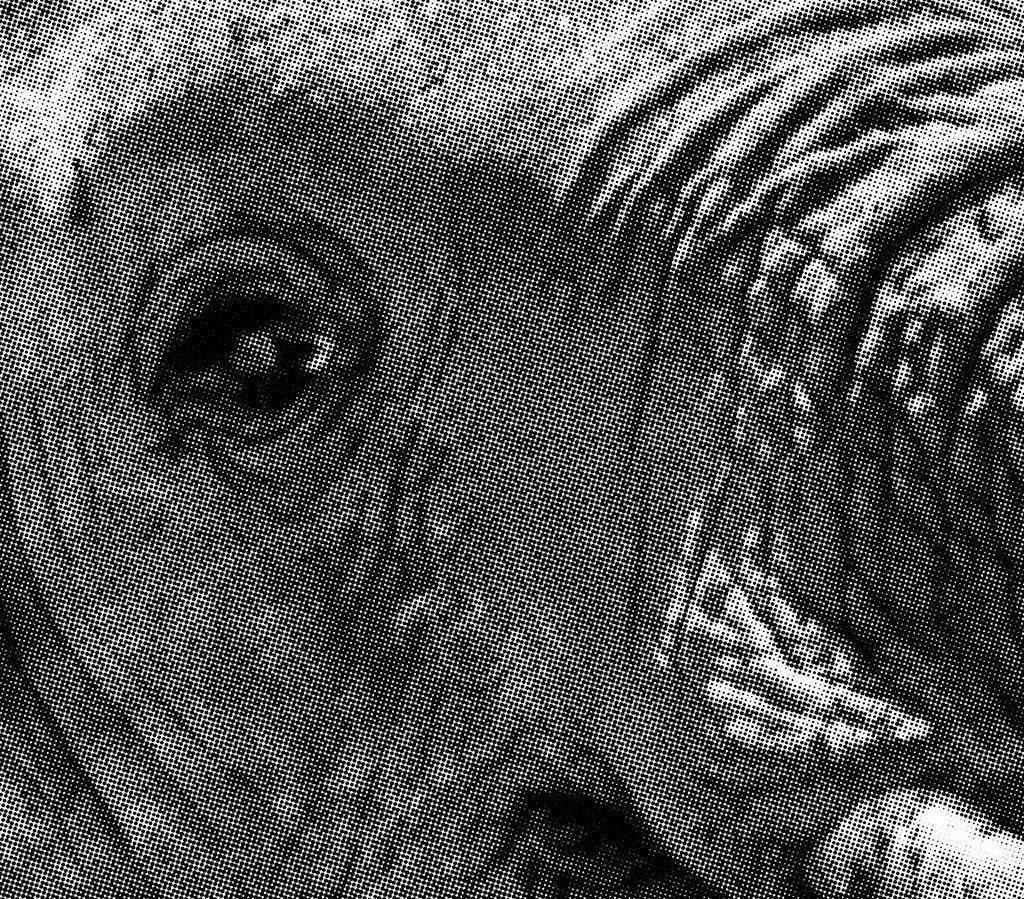 Halftone Happy Elephant Wall Mural-Wall Mural-Eazywallz