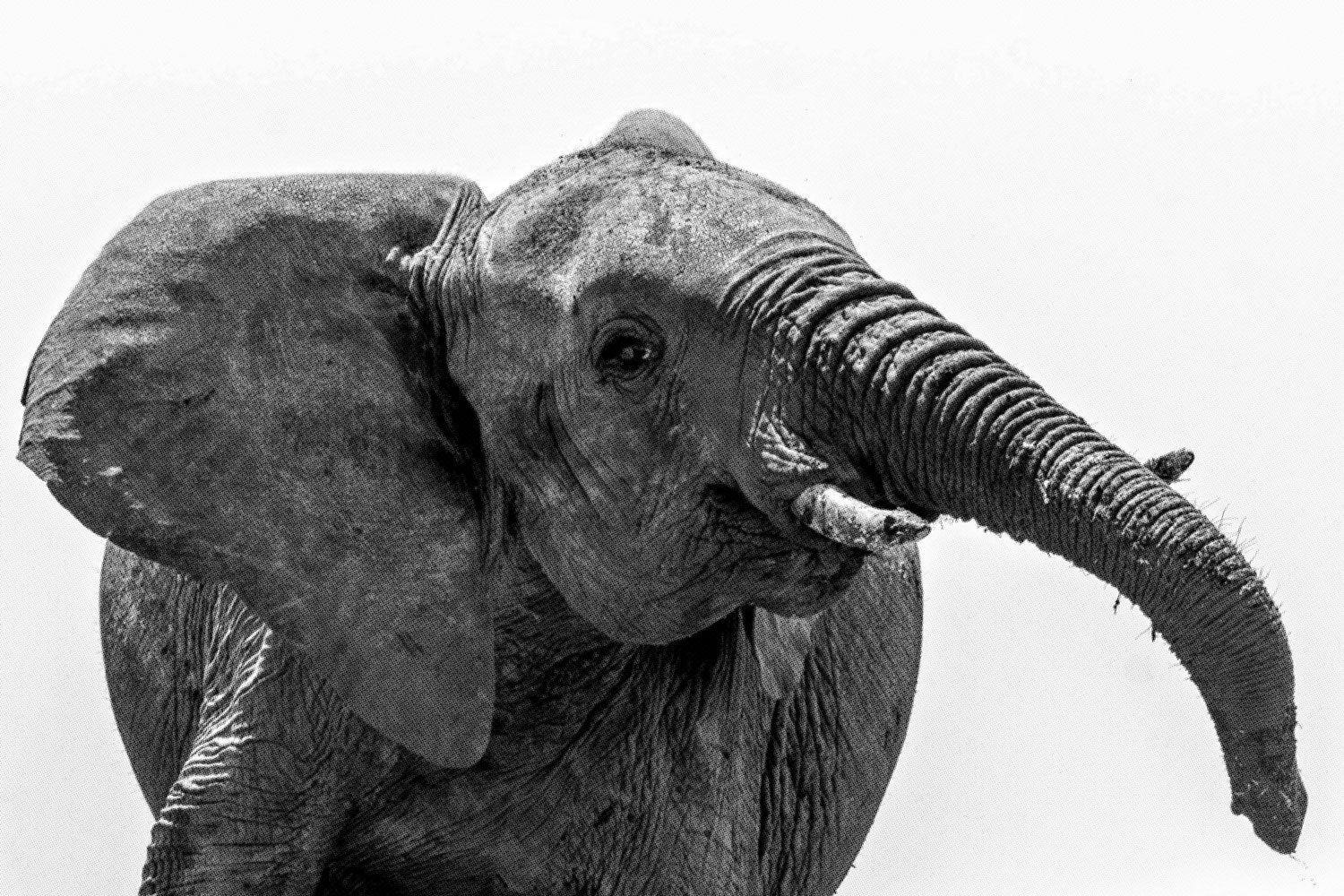 Halftone Happy Elephant Wall Mural-Wall Mural-Eazywallz