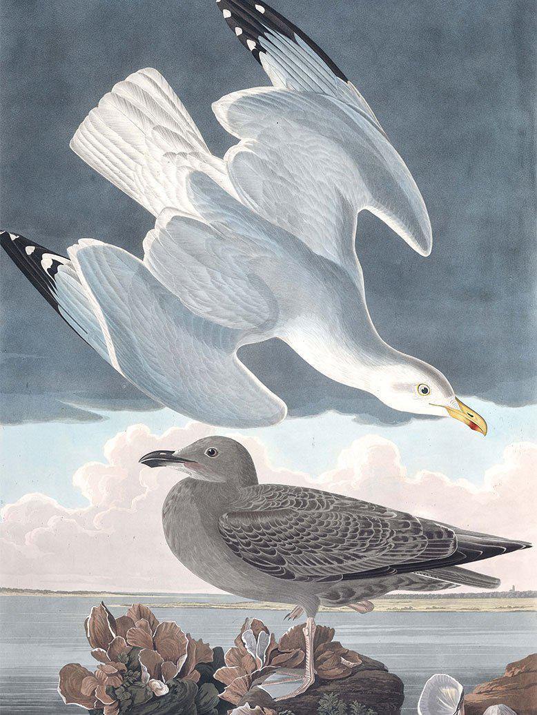 Herring Gull Wall Mural-Wall Mural-Eazywallz