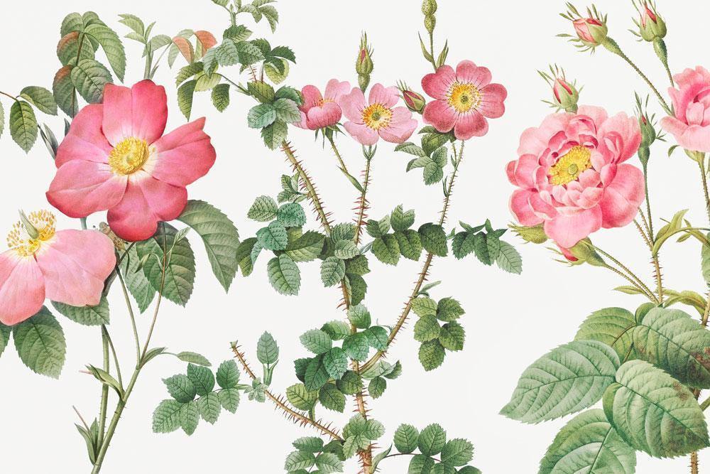 Hibiscus Roses Wall Mural-Wall Mural-Eazywallz