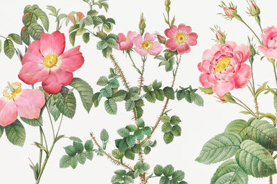 Hibiscus Roses Wall Mural-Wall Mural-Eazywallz