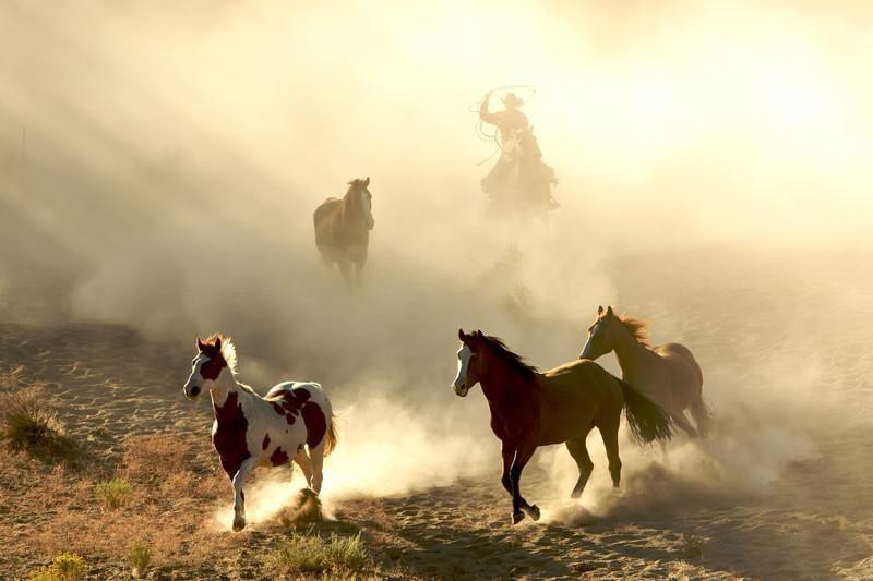 Horses and cowboy Wall Mural-Wall Mural-Eazywallz