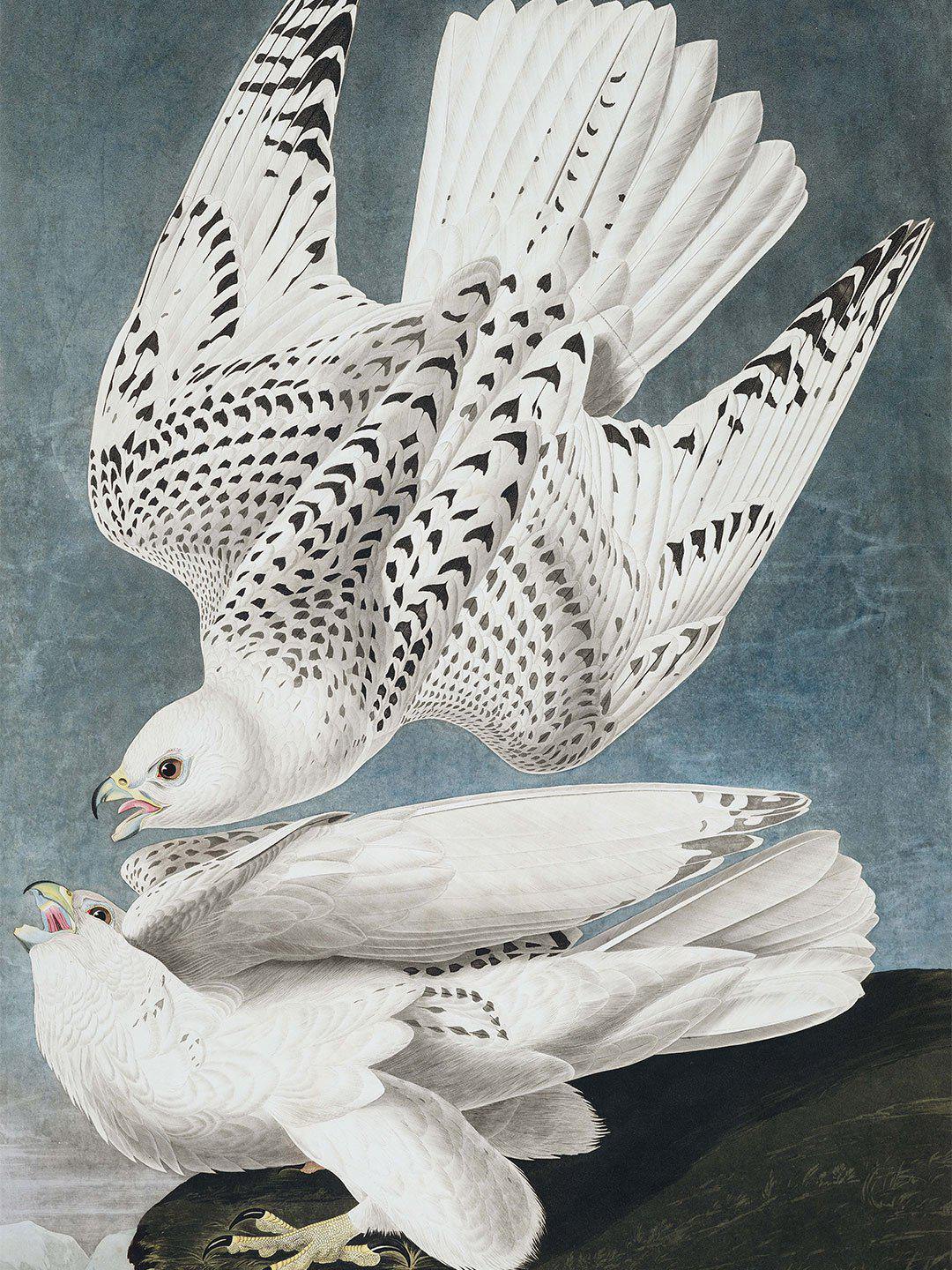 Icelandic Falcon Wall Mural-Wall Mural-Eazywallz