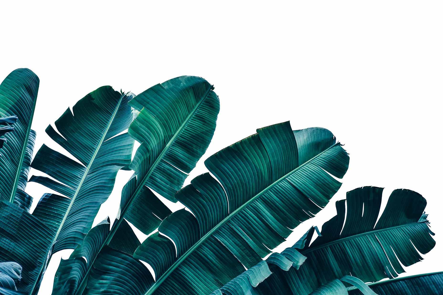 Isolated Banana Leaves Wall Mural-Wall Mural-Eazywallz