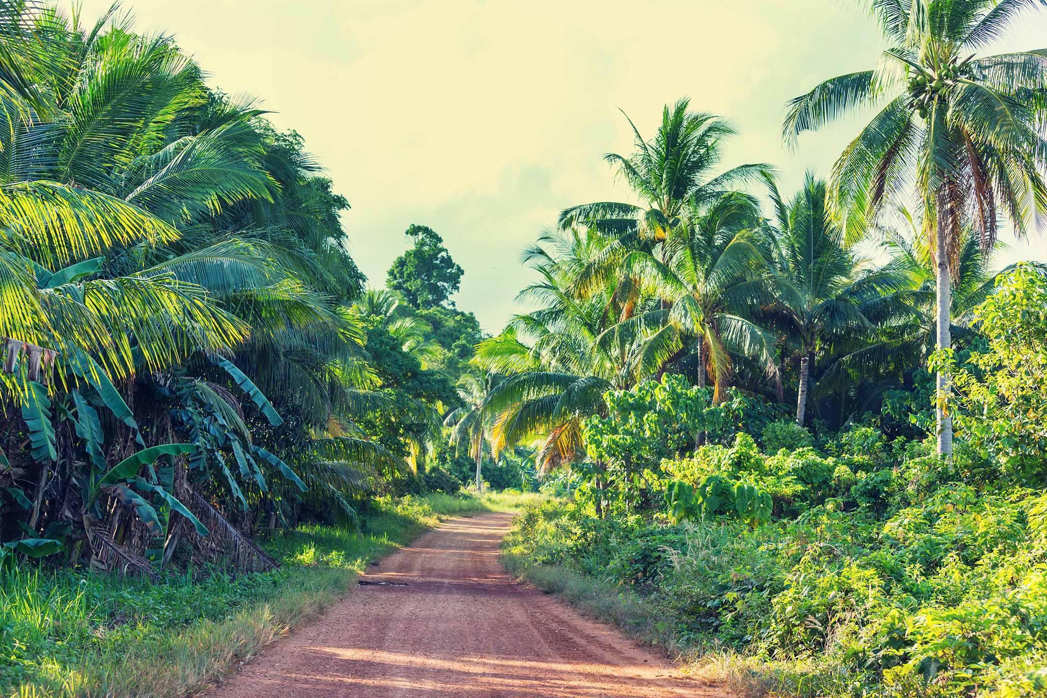 Jungle Road Wall Mural-Wall Mural-Eazywallz