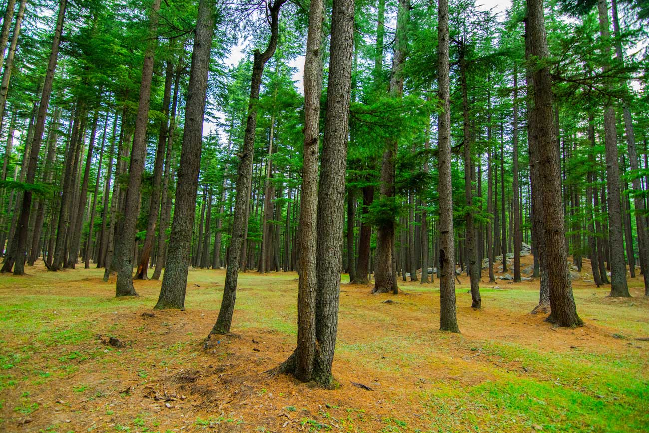 Kalam Valley Jungle Wall Mural-Wall Mural-Eazywallz