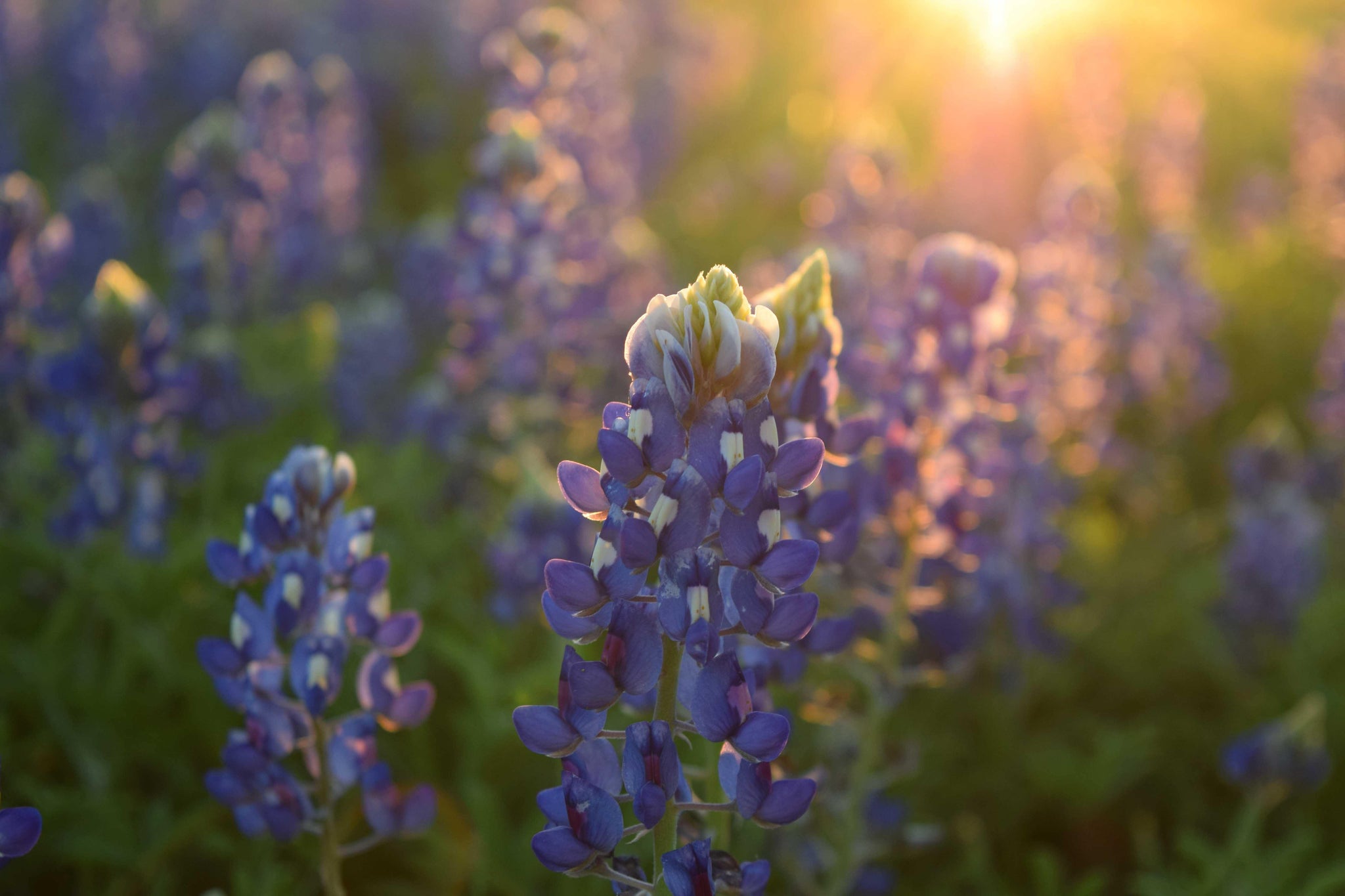 lavender plant wallpaper Lavender Floral Wallpaper Mural | Flower Wall Murals