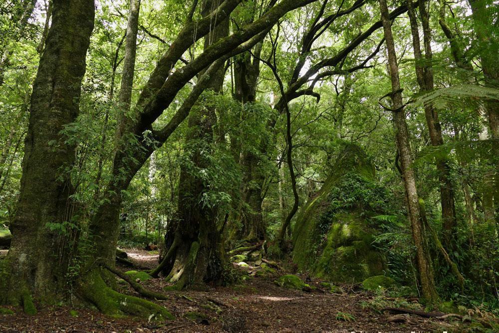 Lush jungle fauna Wall Mural-Wall Mural-Eazywallz