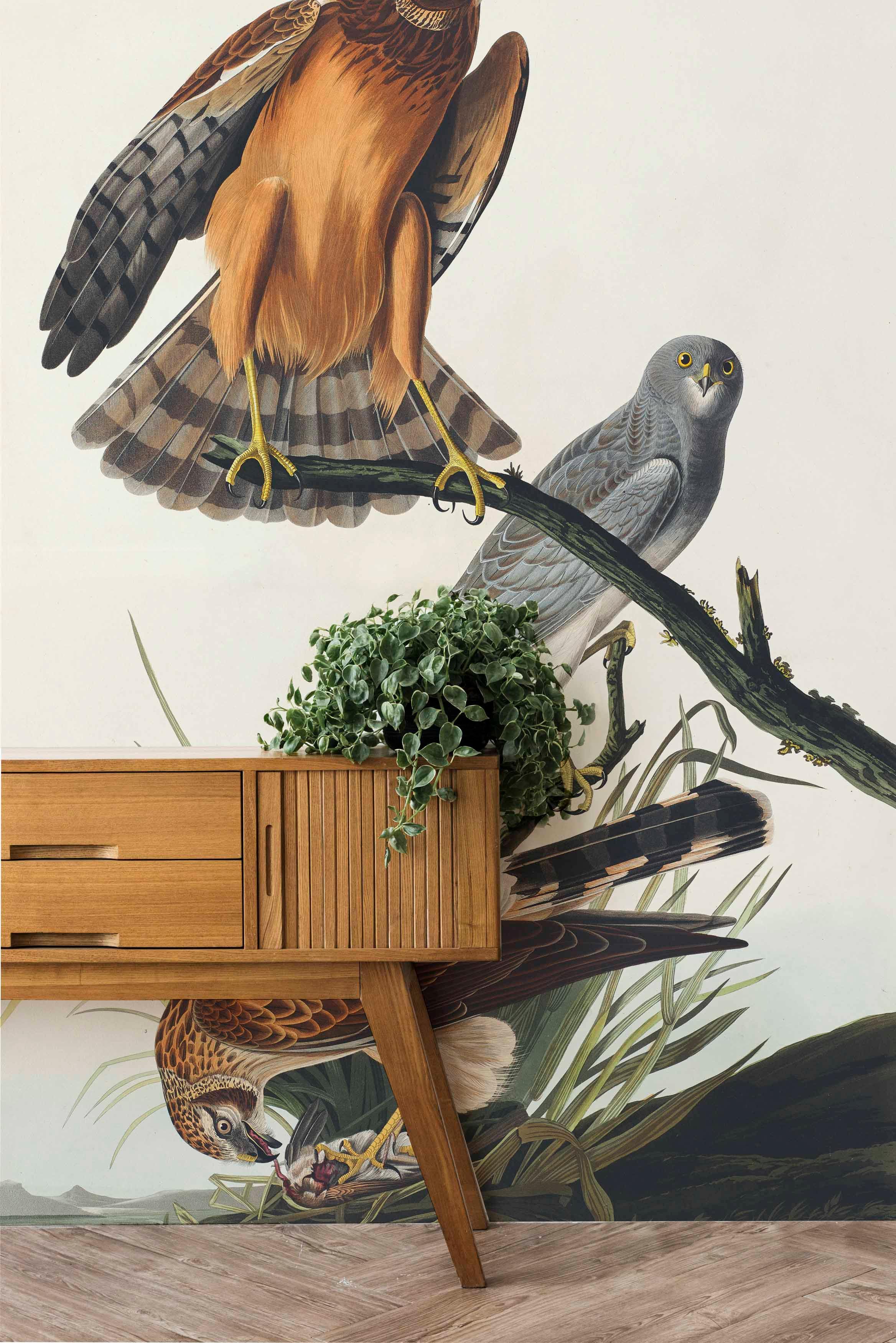 Marsh Hawk Wall Mural-Wall Mural-Eazywallz