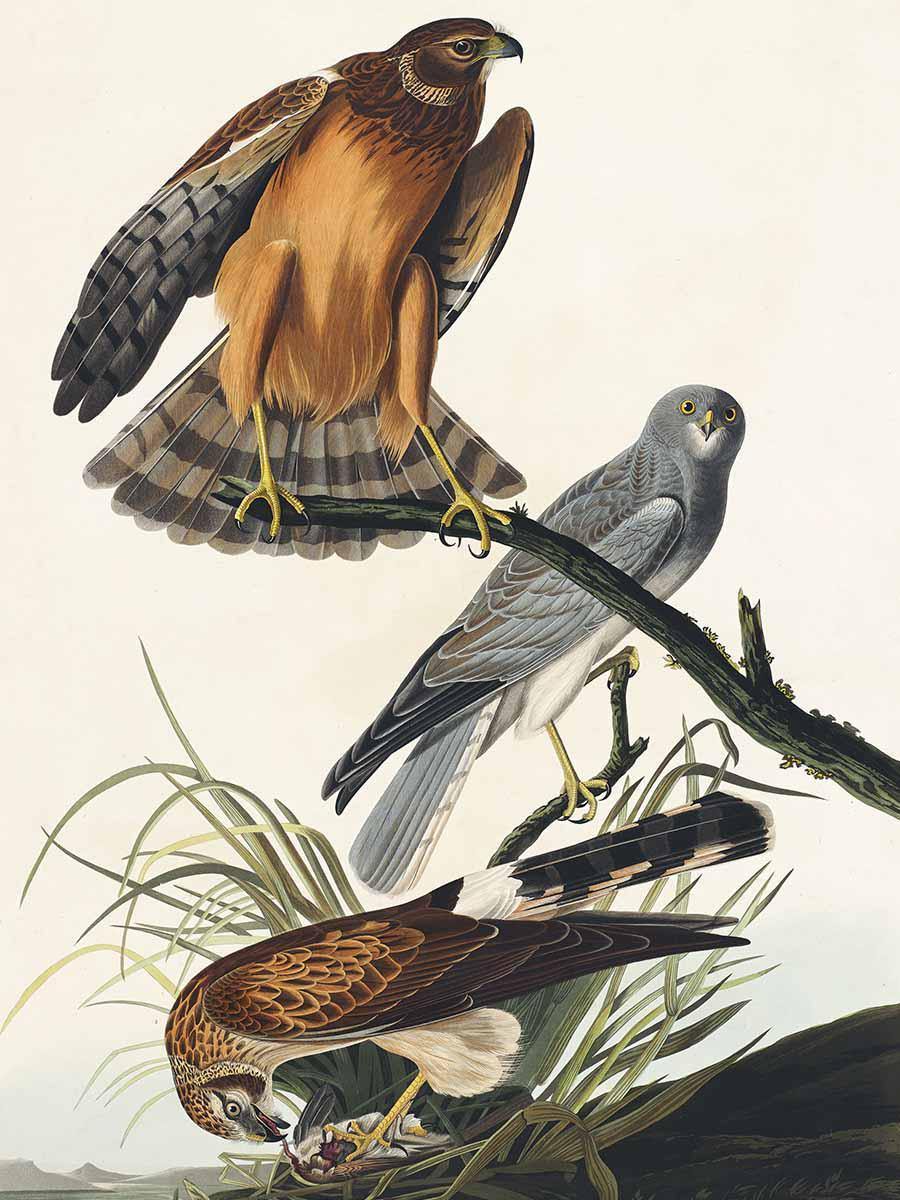 Marsh Hawk Wall Mural-Wall Mural-Eazywallz
