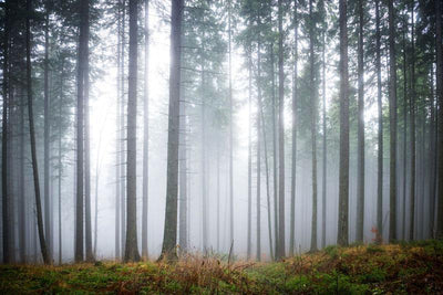 Mysterious fog in Green Forest Wall Mural-Wall Mural-Eazywallz