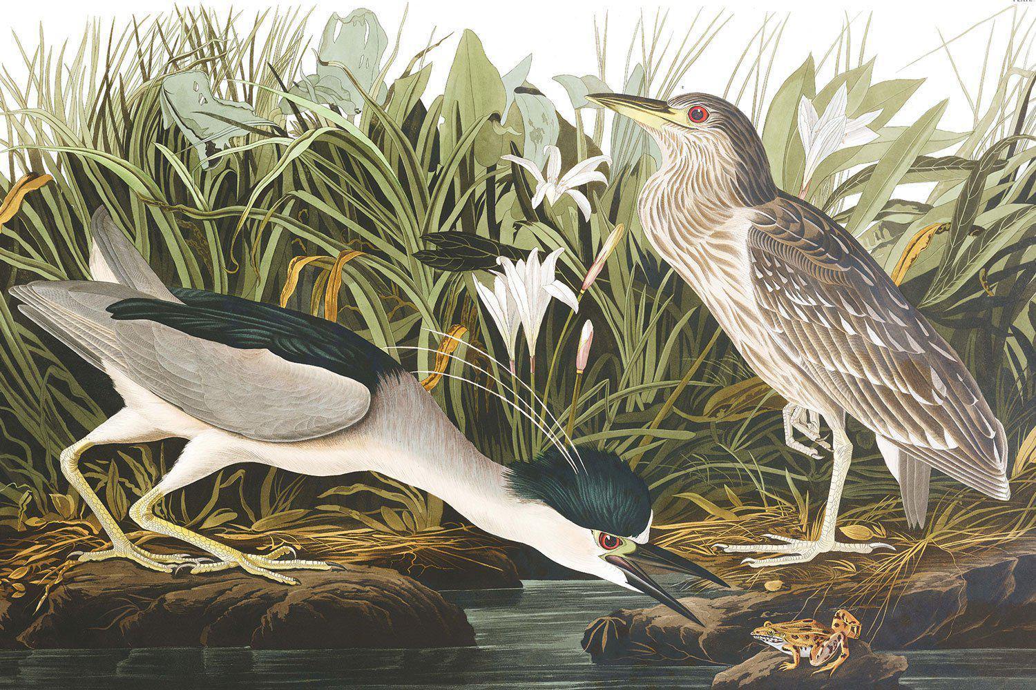 Night Heron Wallpaper Mural-Wall Mural-Eazywallz