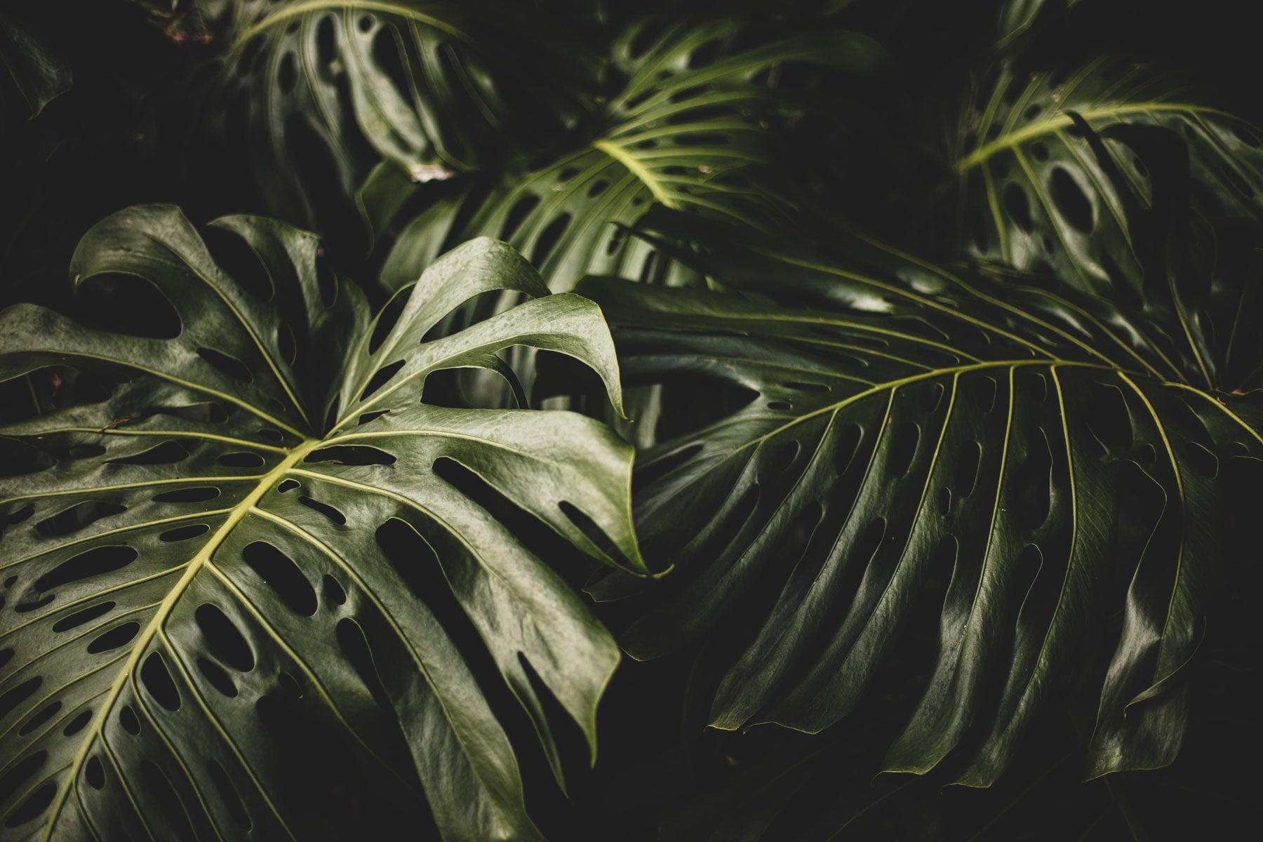 monstera leaf mural Monstera Leaves Wall Mural | Tropical Wallpaper