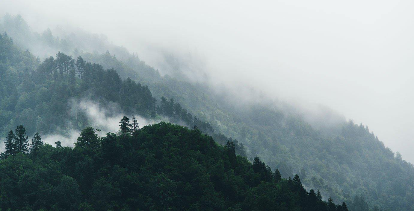 Panoramic Foggy Forest Overview Wall Mural-Wall Mural-Eazywallz