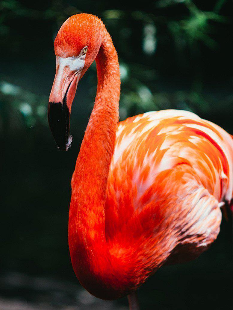 Pink Flamingo Wall Mural-Wall Mural-Eazywallz