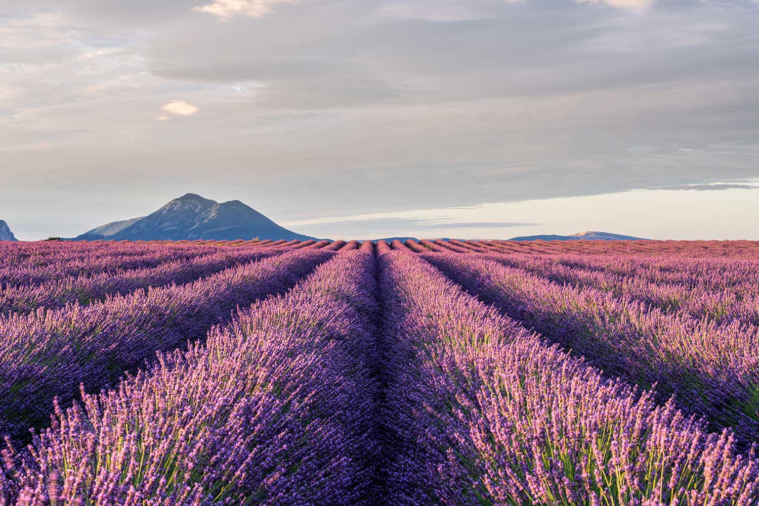 lavender plant wall Provence Lavender Fields Wall Mural - Removable Murals
