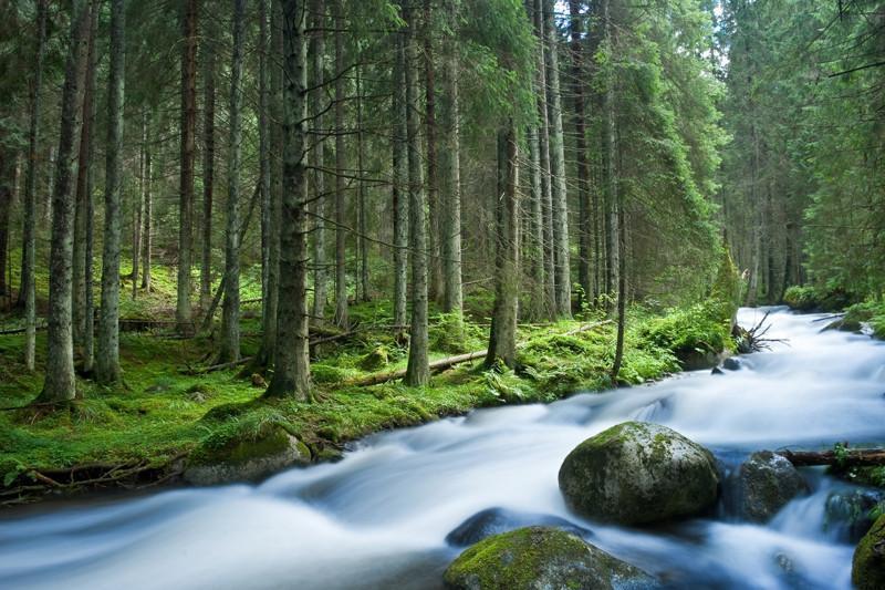 Rapid River in a Mountain Forest Wall Mural-Wall Mural-Eazywallz