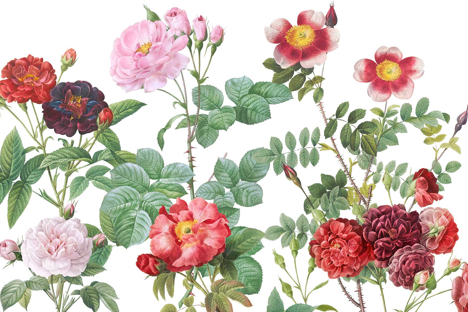 Rose Thorn Floral Wall Mural-Wall Mural-Eazywallz