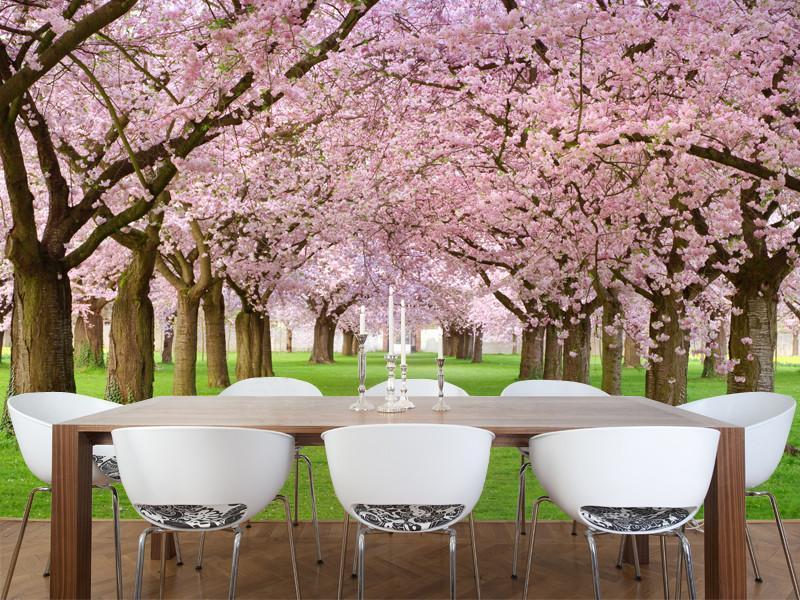 Rows of Beautifully Blossoming Cherry Trees Wall Mural-Wall Mural-Eazywallz