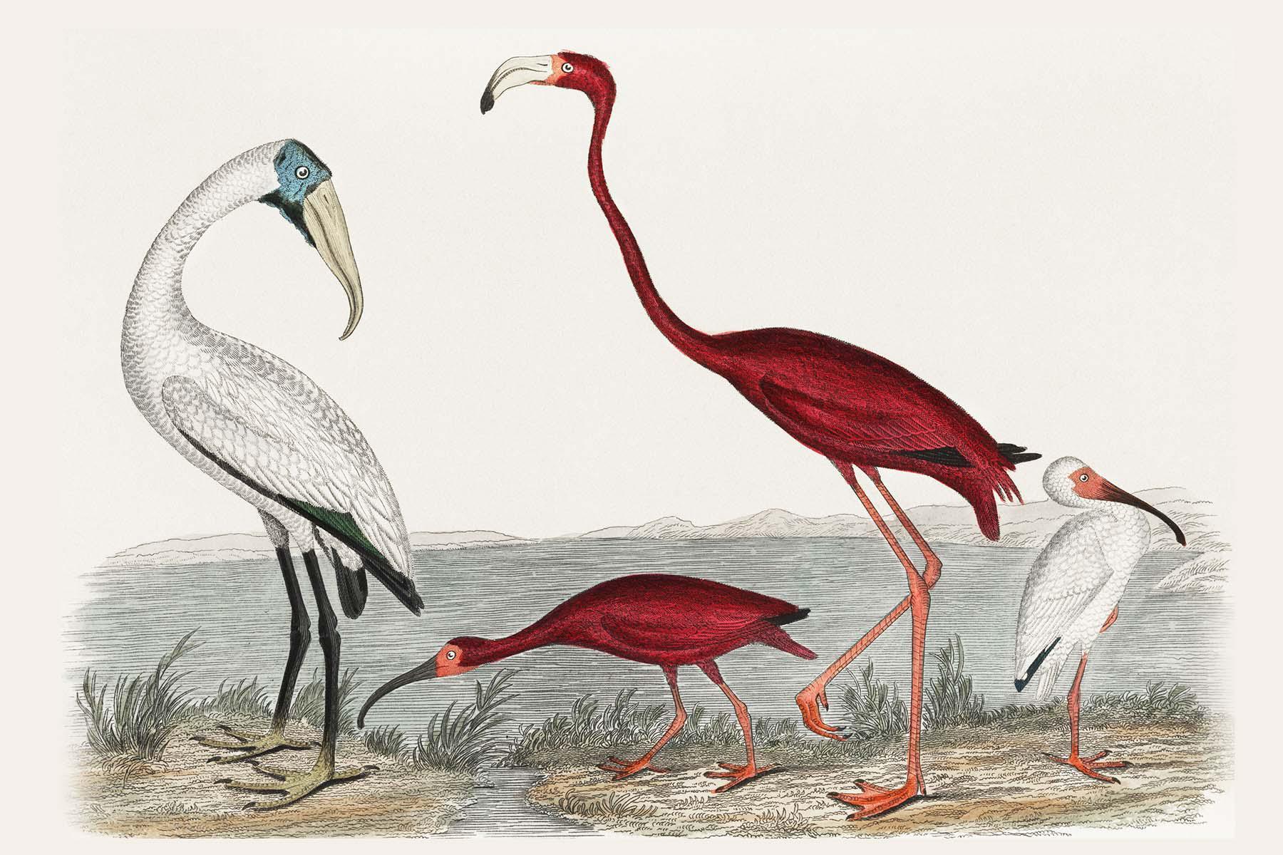 Scarlet Flamingo Vintage Wall Mural-Wall Mural-Eazywallz