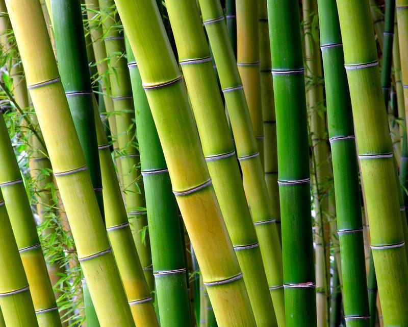Serene Bamboo Wall Mural, Bamboo Background