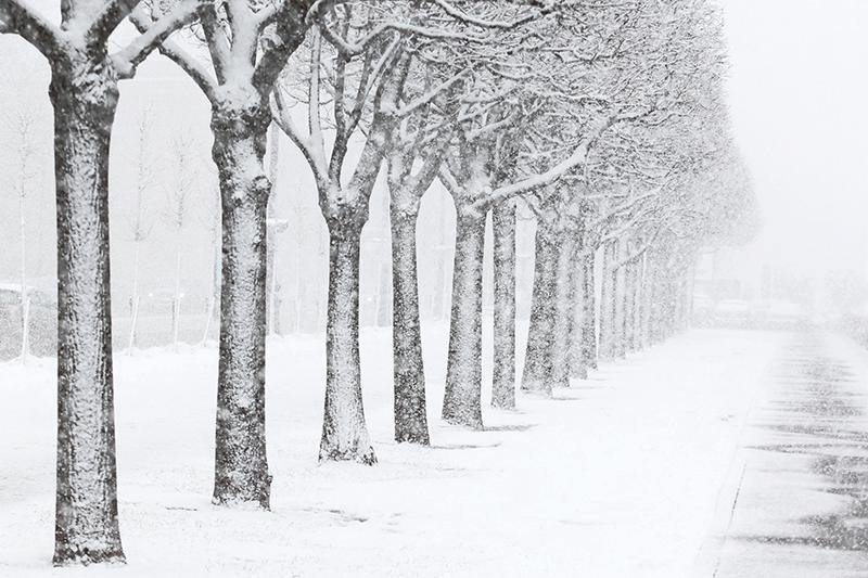 Snow Covered Park in St.Petersburg Wall Mural-Wall Mural-Eazywallz