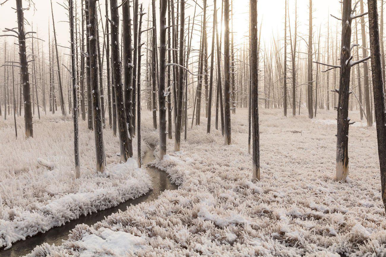 Snowy Forest Creek Wall Mural-Wall Mural-Eazywallz