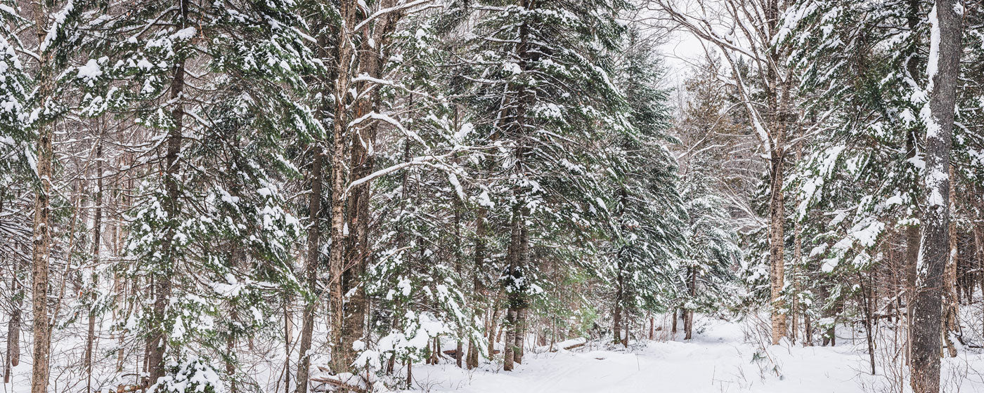 Panoramic Snowy Forest 2 Wall Mural